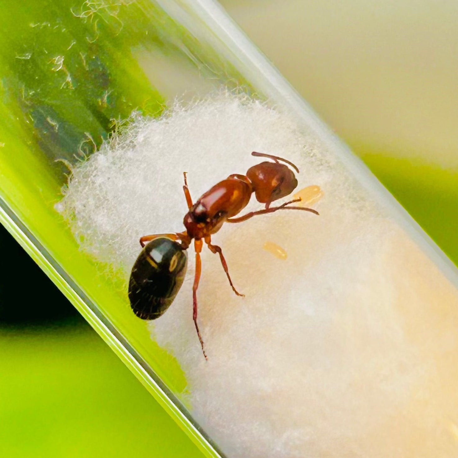 Mini Ruby Ants (C. discolor)