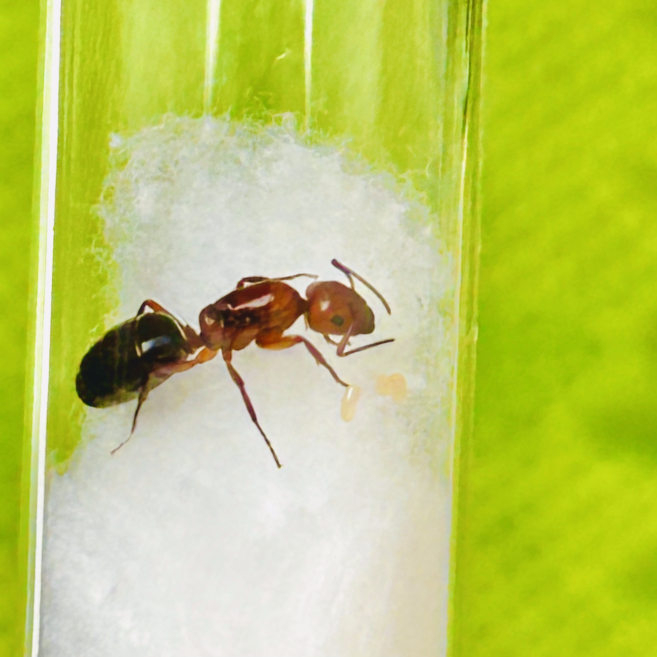 Mini Ruby Ants (C. discolor)