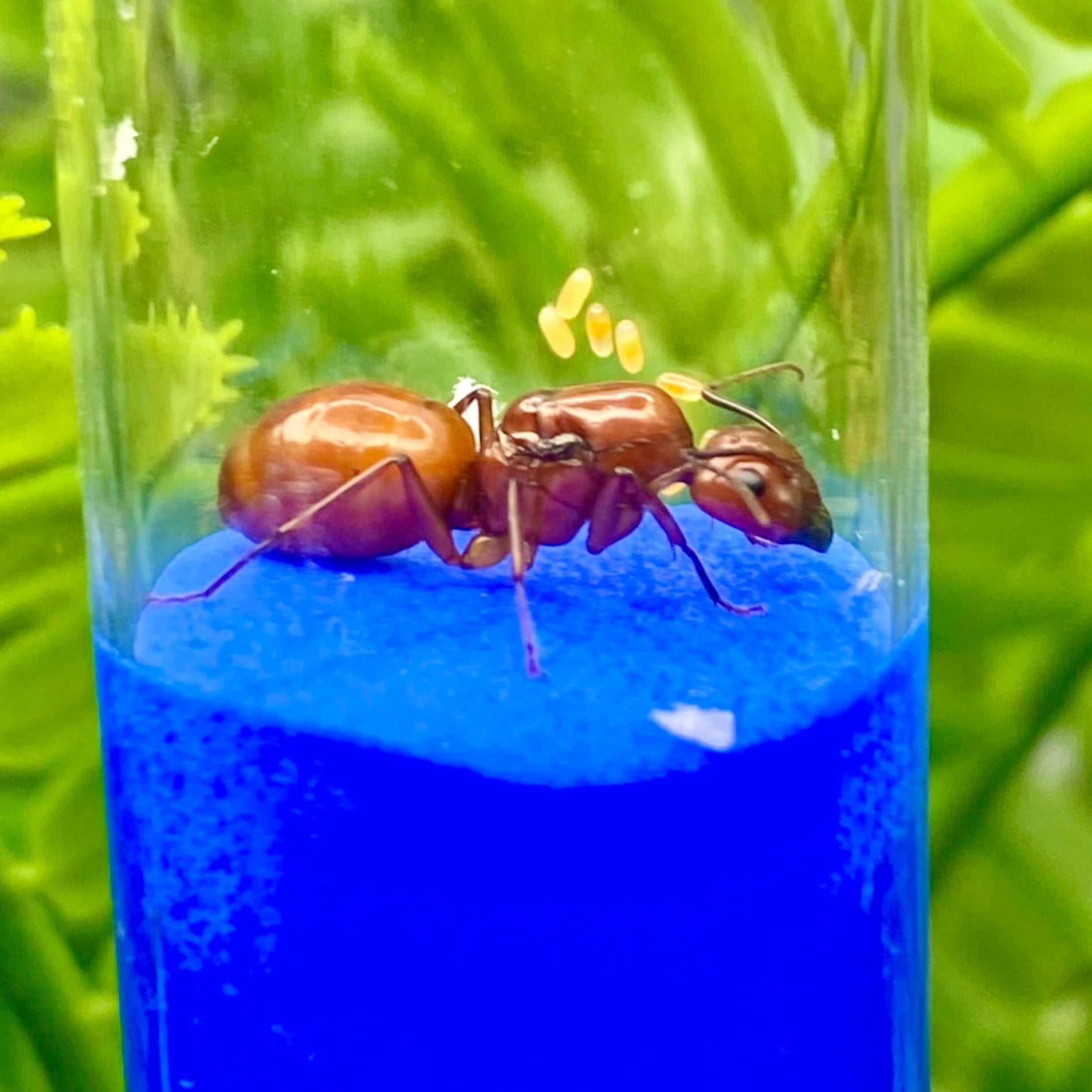 Sunrise Amber Ants (C. castaneus)