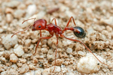 Ancient Pets To Ant Farms: History of Ant Keeping