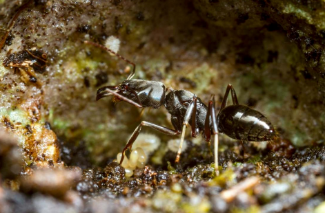 7 Key Environment Factors For Your Ant Colony