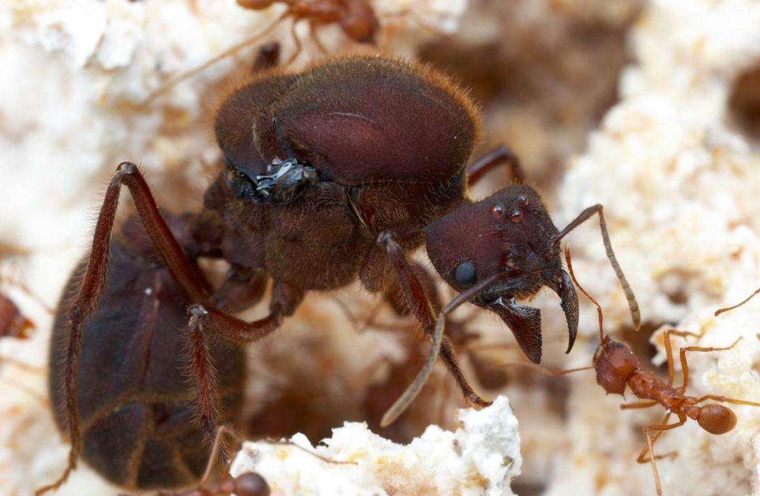 6 Fun Facts about Wild Ants