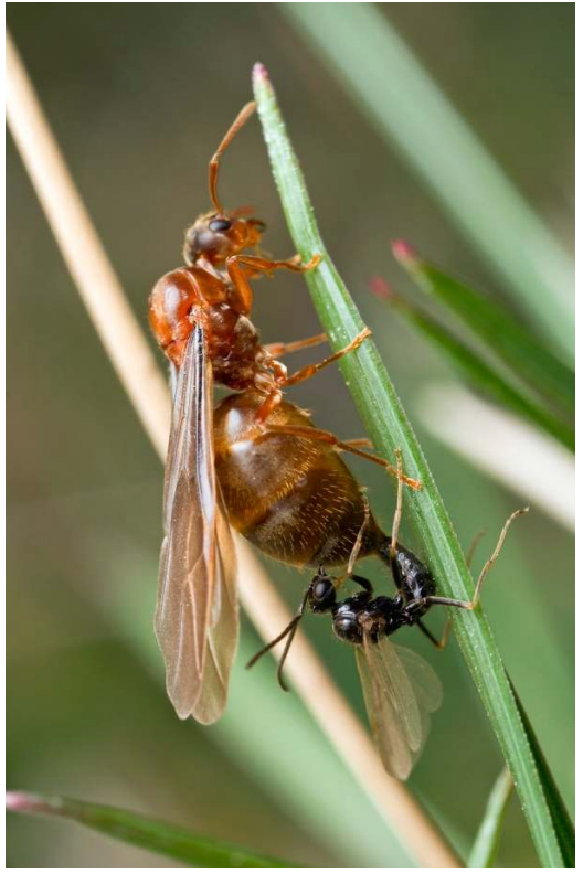 The Importance of a Mated Queen Ant