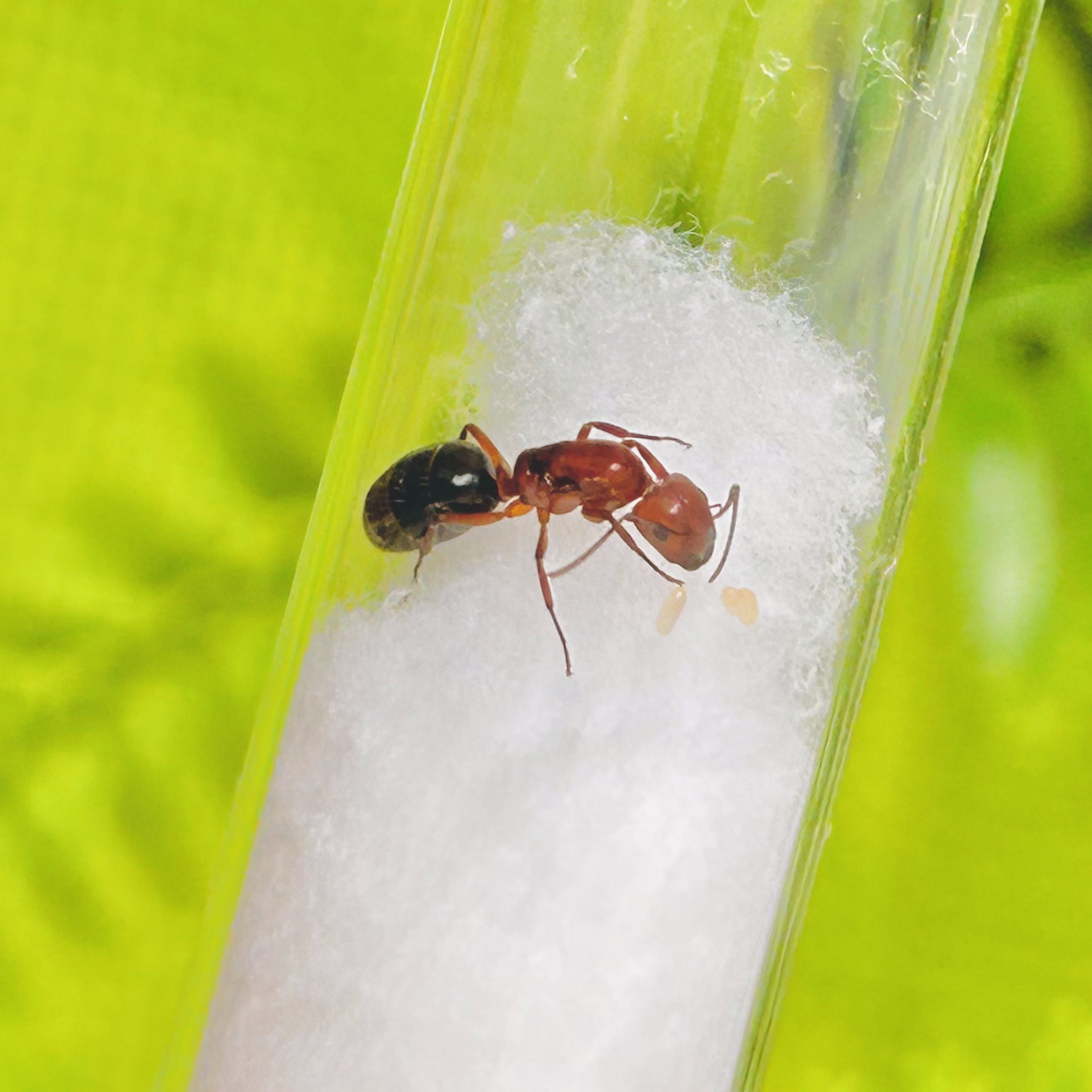 Mini Ruby Ants (C. discolor)