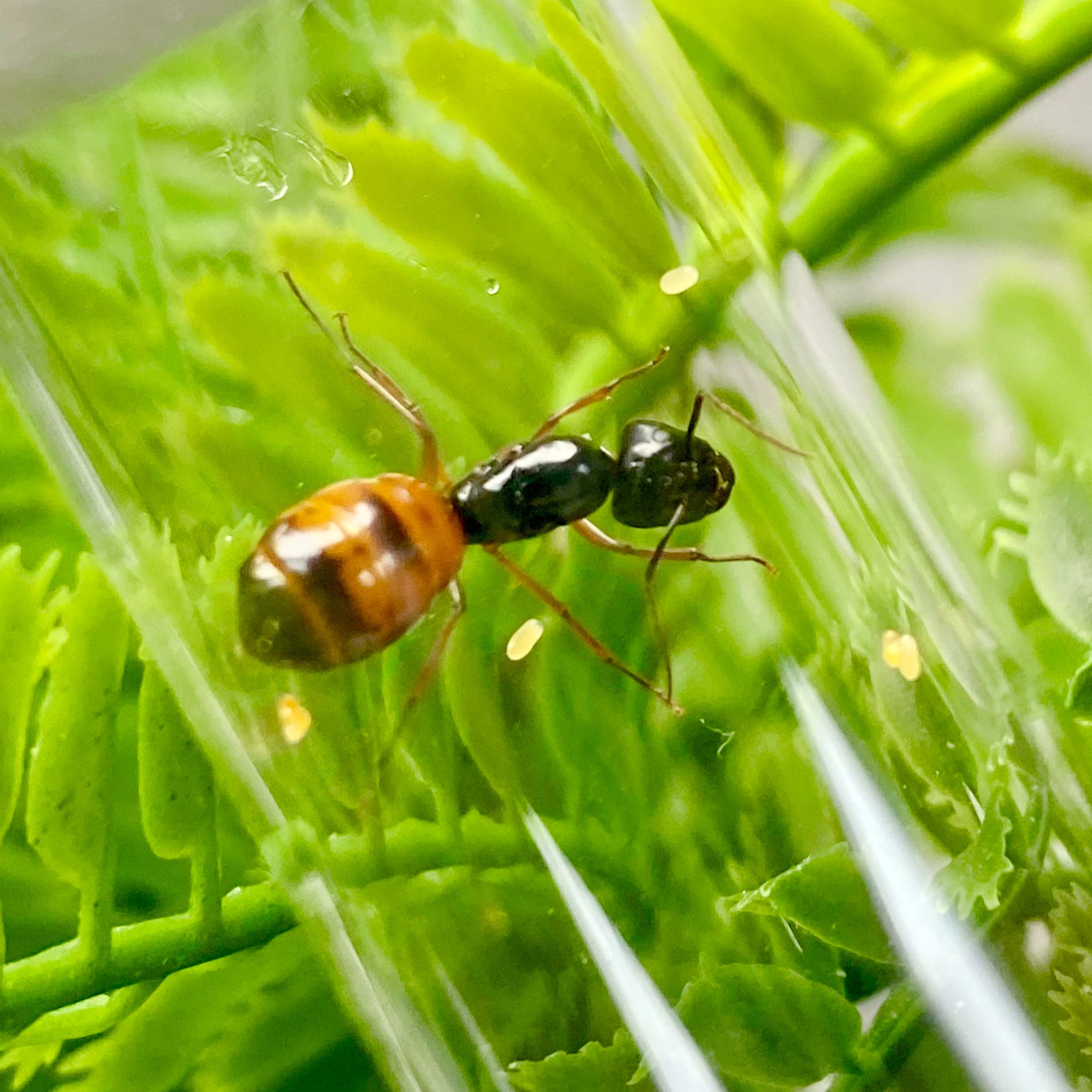 Golden Tail Ants (C. sansabeanus)