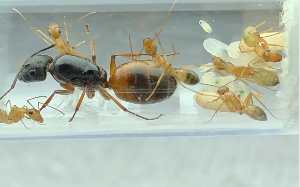 Golden Tail Ants (C. sansabeanus)